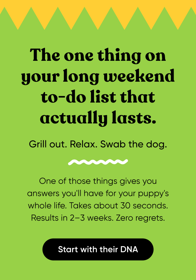 The one thing on your long weekend to-do list that actually lasts. Grill out. Relax. Swab the dog. One of those things gives your answers you'll have for your dog's whole life. Taks about 30 seconds. Rersults in 2-3 weeks. Zero regrets. Start with their DNA.