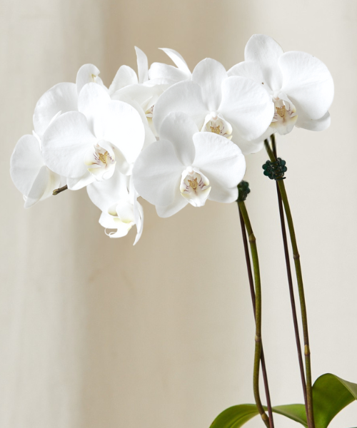 Image of 2 ft White Orchid