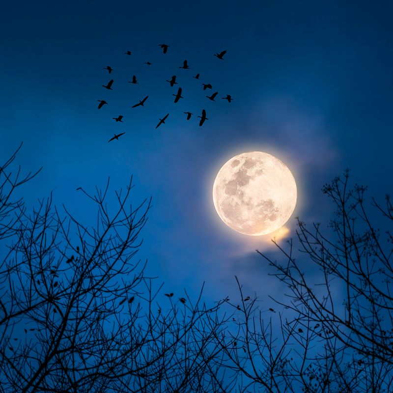 A photo of a full moon at night with branches in the foreground.