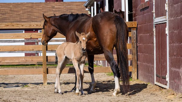 A dark brown mare with a light brown foal