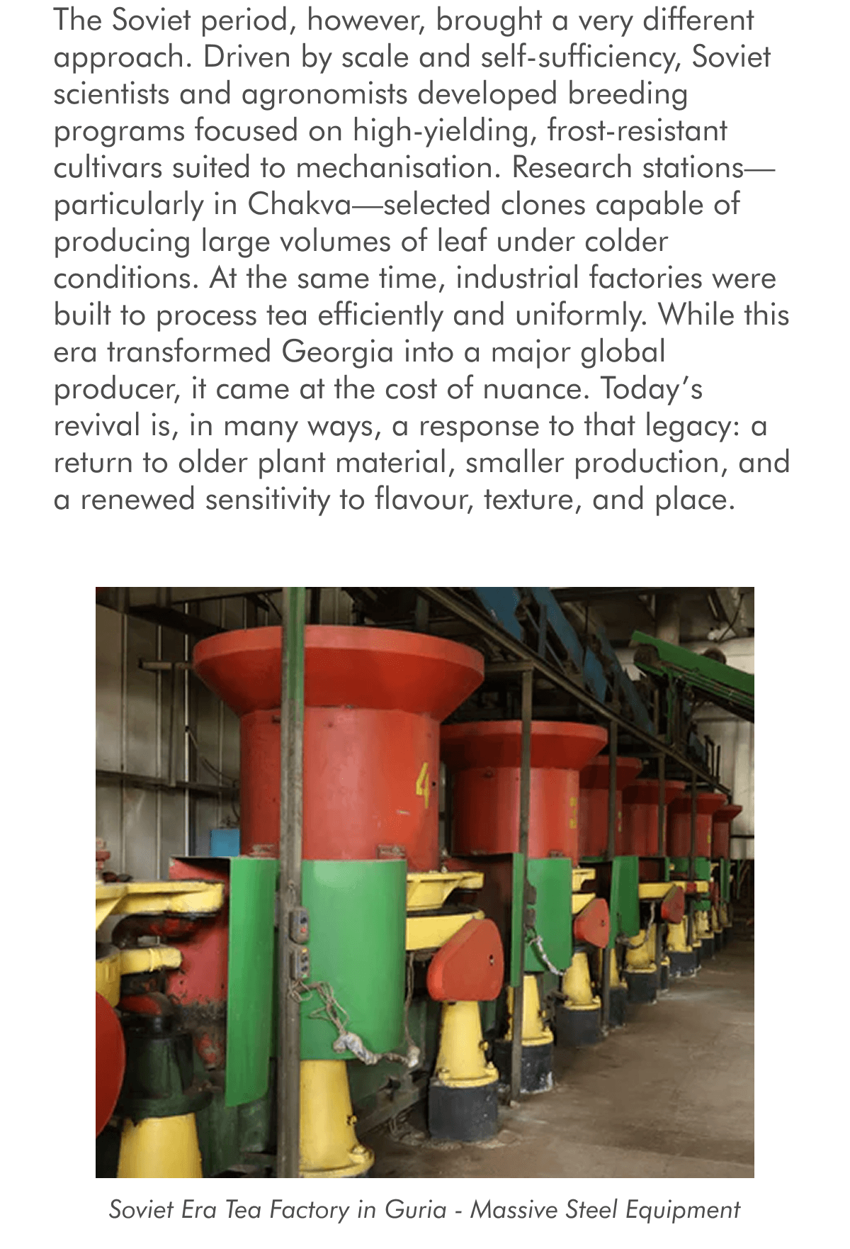 The Soviet period, however, brought a very different approach. Driven by scale and self-sufficiency, Soviet scientists and agronomists developed breeding programs focused on high-yielding, frost-resistant cultivars suited to mechanisation. Research stations—particularly in Chakva—selected clones capable of producing large volumes of leaf under colder conditions. At the same time, industrial factories were built to process tea efficiently and uniformly. While this era transformed Georgia into a major global producer, it came at the cost of nuance. Today’s revival is, in many ways, a response to that legacy: a return to older plant material, smaller production, and a renewed sensitivity to flavour, texture, and place.