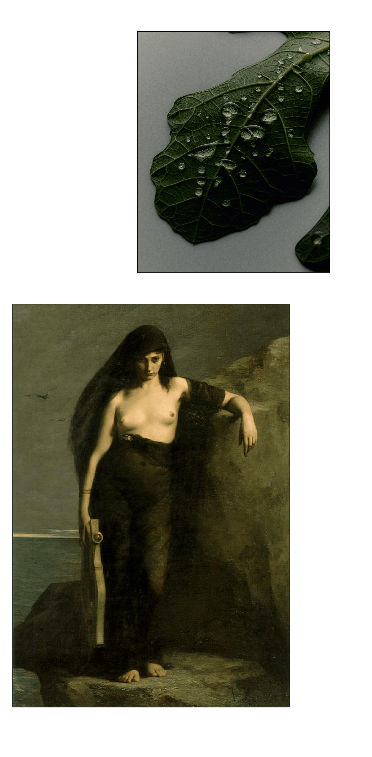 Sappho Fig