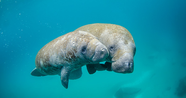 Manatees