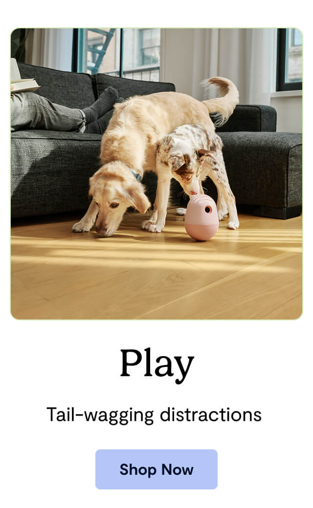 Play - Tail-wagging distractions&nbsp;