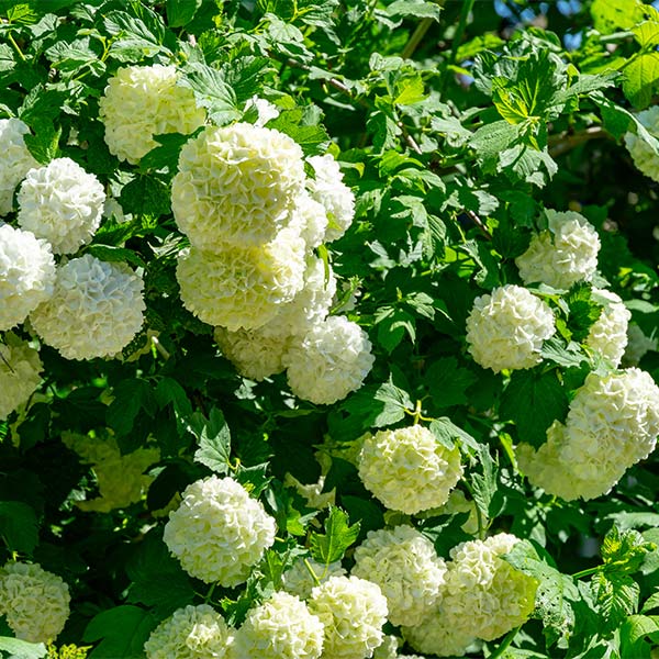 Image of Eastern Snowball Bush