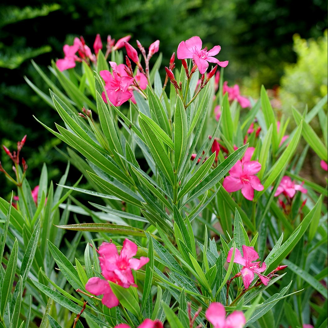 Image of Austin Pretty Limits® Oleander Shrub