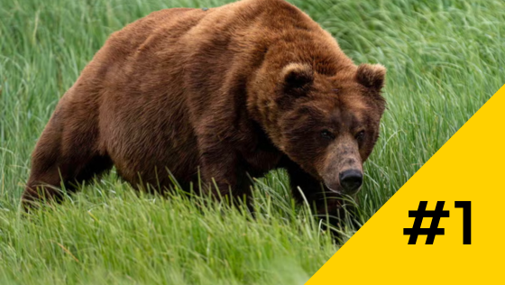 Momma Bear Fiercely Defends Cubs Against Giant Grizzly in Alaska