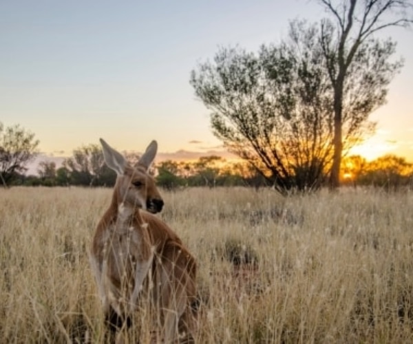 14 of the best experiences to have in the Red Centre