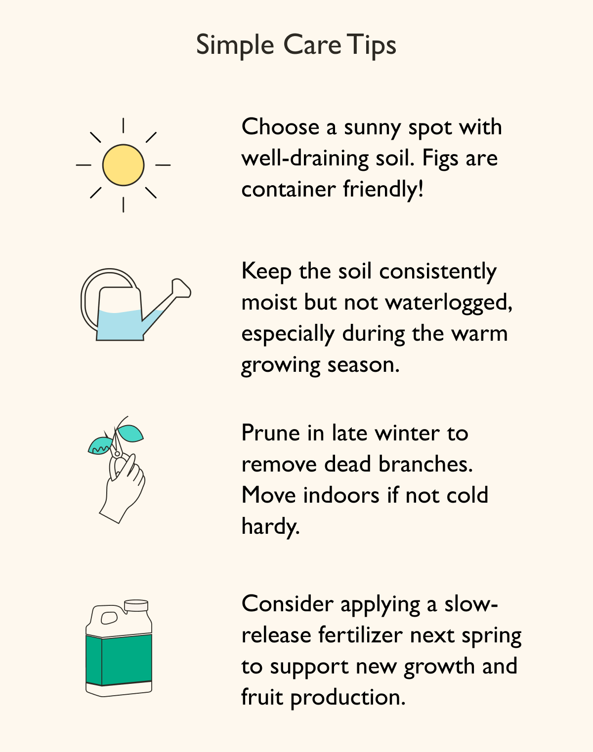 How-To Care for a Fig Tree (click Display images above!)
