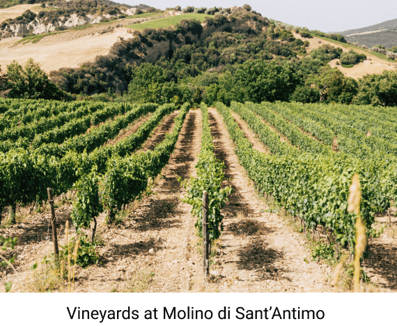 vines at Molino di Sant&rsquo;Antimo