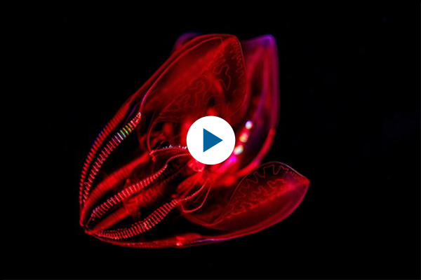 Watch the Into the Deep playlist on YouTube about deep-sea animals