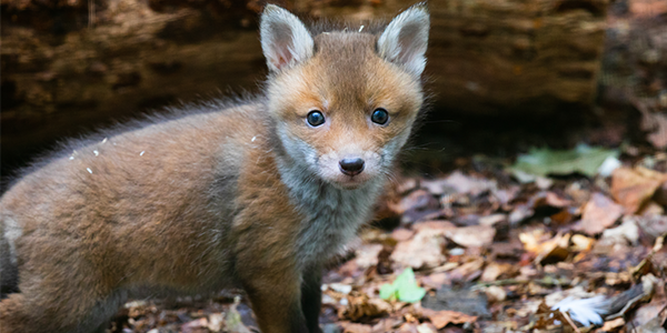 A baby fox in a woodland setting looks at the camera